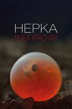 Нерка. Рыба красная