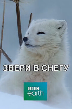 BBC: Звери в снегу