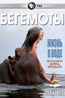 Бегемоты - жизнь в воде