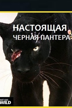 Настоящая чёрная пантера