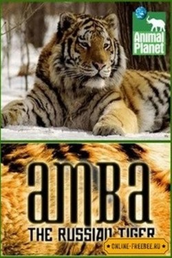 Animal Planet. Амба, русский тигр