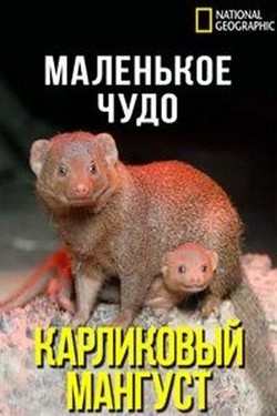 Маленькое чудо: Карликовый мангуст