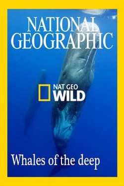 Nat Geo Wild: Глубоководные киты