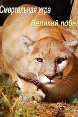 Nat Geo Wild: Смертельная игра