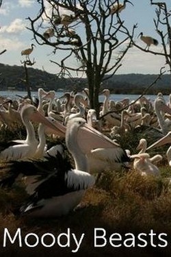 Nat Geo Wild: Переменчивые животные