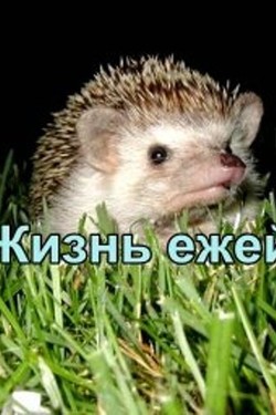 Жизнь ежей