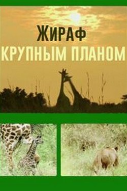 Жираф крупным планом